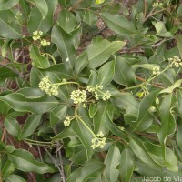Walsura trifoliolata